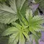 Afghan Hash Plant - Regular - Image 2