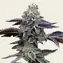 Blue Dream - Image 1