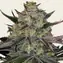 Gorilla Zkittlez - Main Image