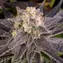 White Runtz - Image 5