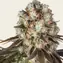 Bruce Banner - Image 2