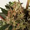Strawberry Lemonade - Image 3