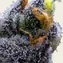 Garlic Cookies - Image 2