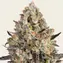 OG Kush - Main Image