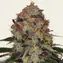 Shiskaberry - Main Image