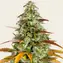 Watermelon Zkittlez Auto - Main Image
