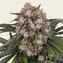OG Kush Auto - Image 1