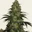 Blue Gelato 41 - Image 3