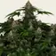 Shiskaberry - Image 3