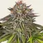 Critical Kush - Image 1