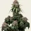 White Widow XXL - Image 3