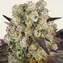 Purple Punch x Lemon Drizzle - Main Image