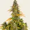 Watermelon Zkittlez Auto - Image 3