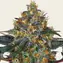 Moby Dick Auto - Main Image
