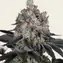 Gelato - Main Image