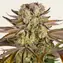 Pineapple Express - Main Image