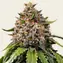 White Widow XXL - Main Image