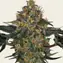 Moby Dick Auto - Image 2