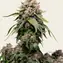 White Widow - Regular - Image 4