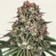 Tropicanna Banana - Image 1