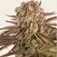 Pineapple Express - Image 4
