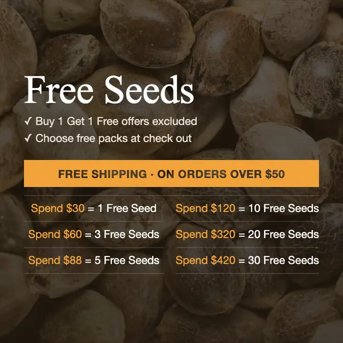 Buy Original Z OG Auto - Autoflower Seeds USA