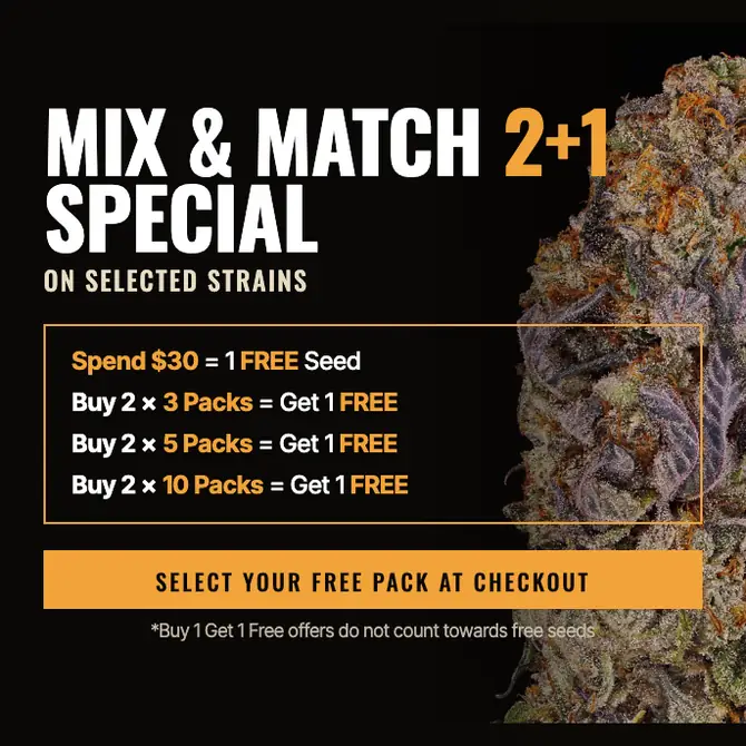 Buy Lemon Cherry Gelato Strain Seeds | USA