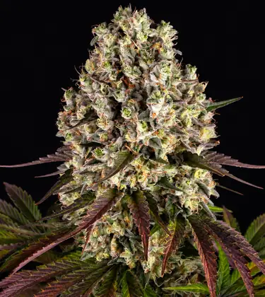 Sour Diesel