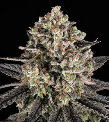 Blue Dream