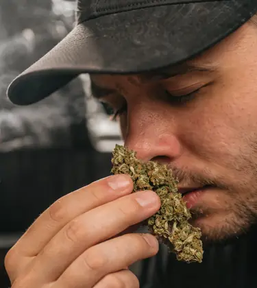 Smell of weed