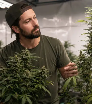 Phenotype vs Genotype in Cannabis