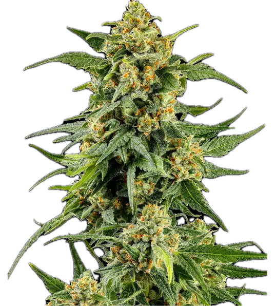 Skunk #1 Clone