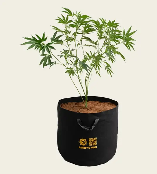 Barney's Farm Fabric Grow Bag, 20 Gallon with a full-grown plant