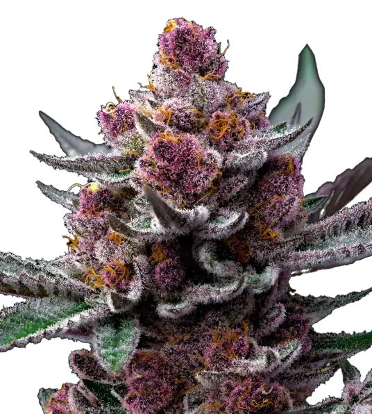 Cherry Poppers Clone Main Image