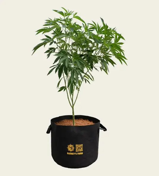 Barney's Farm Fabric Grow Bag, 5 Gallon with a full-grown plant