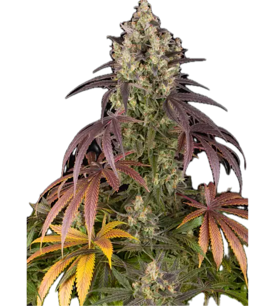 Lemon Cherry Gelato Clone Main Image