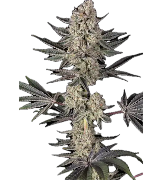 Jelly Cake Clone Main Image