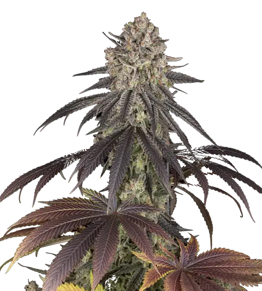 Blue Dream Main image