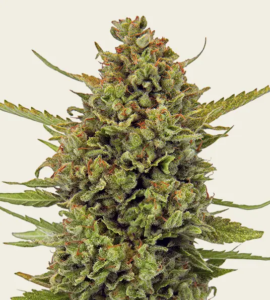 Acapulco Gold - Regular - Main Image