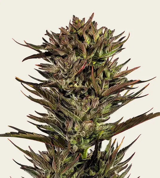 Thin Mint x Sour Pinot Auto - Main Image