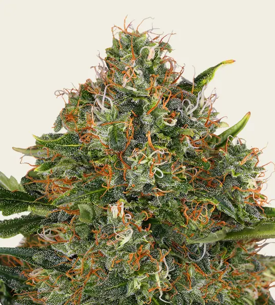 G13 Haze - Regular - Main Image