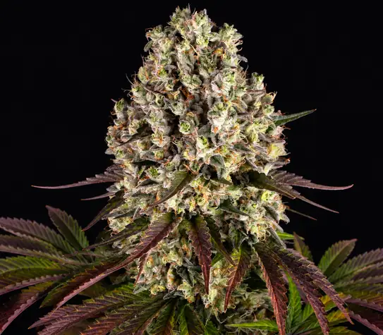 Sour Diesel