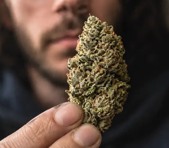 Trichomes