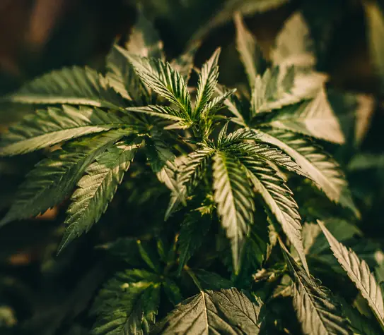 Close-up of green cannabis leaves under warm, low light with a shallow depth of field.