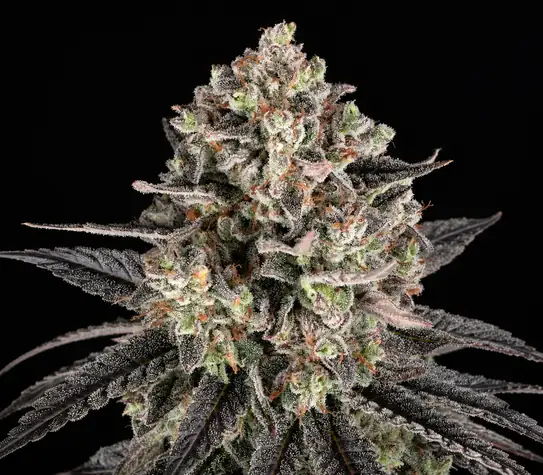 Blue Dream