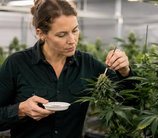 Female cannabis breeder carefully pollinating a flowering plant with a small brush inside a professional indoor grow room.
