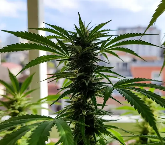 Home Grow Laws by State