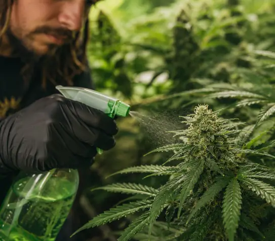 Cannabis Pesticides and Heavy Metals