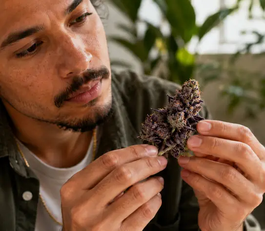Cannabis Turns Purple