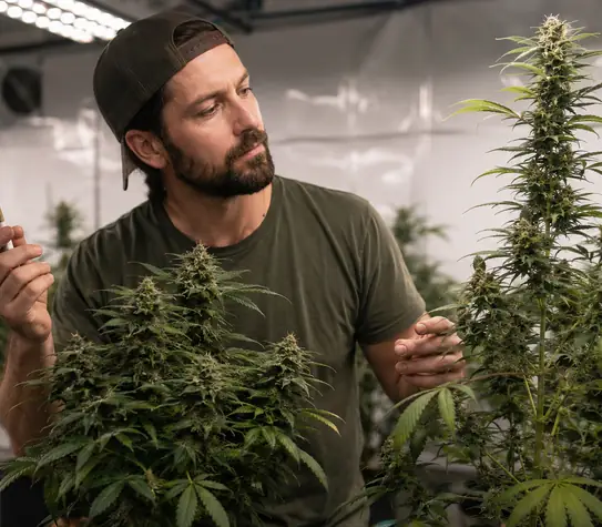 Phenotype vs Genotype in Cannabis
